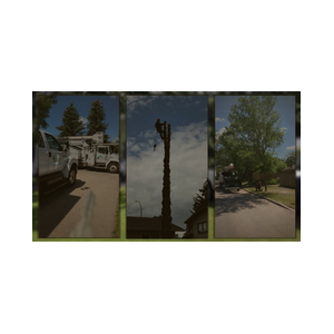 Family Tree Service