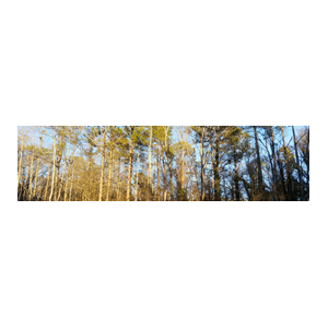 Tri-State Forestry