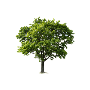 Curt Putman Logging & Tree Service