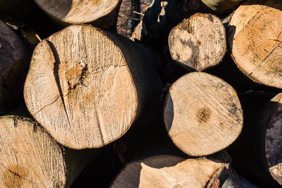 Norway sawlog production rises 10% in April