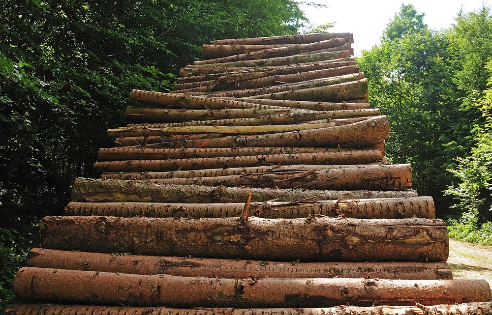Slovenia: Value of purchased roundwood down 6.5% in August