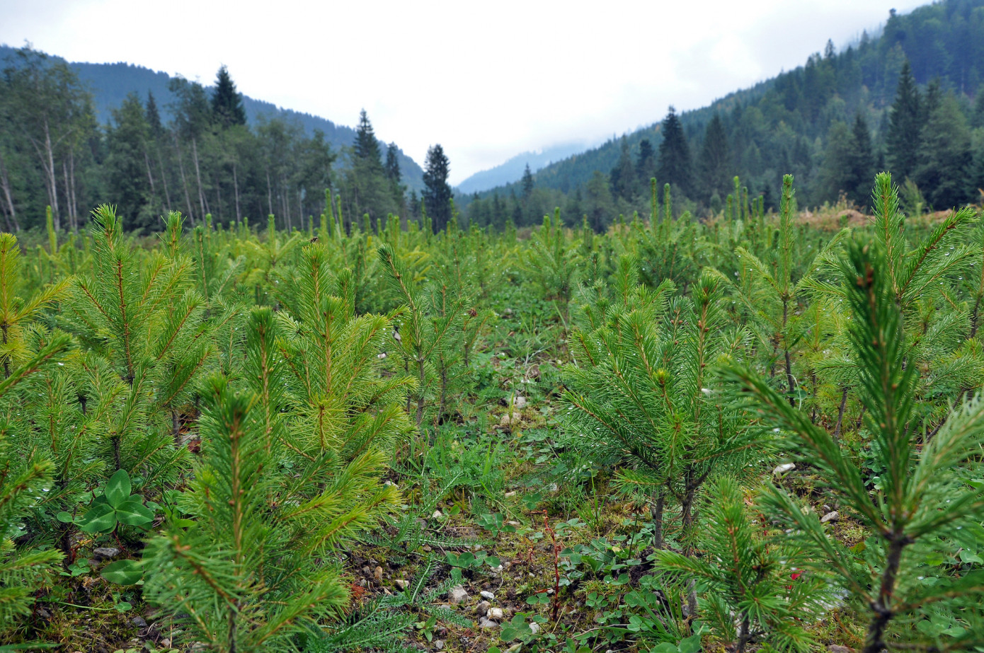 Canada plans funding for New Brunswick digital forestry centre