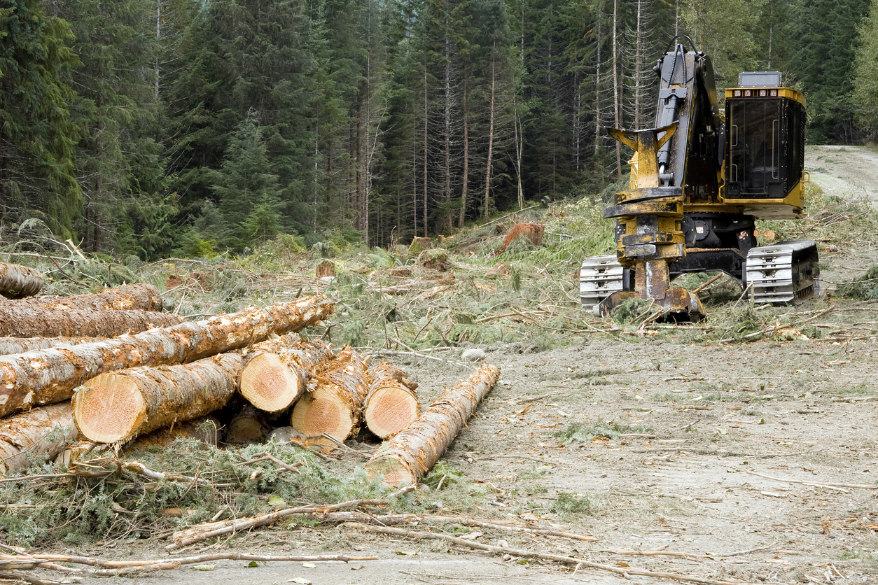 Germany"s roundwood prices increase 0.8% in August