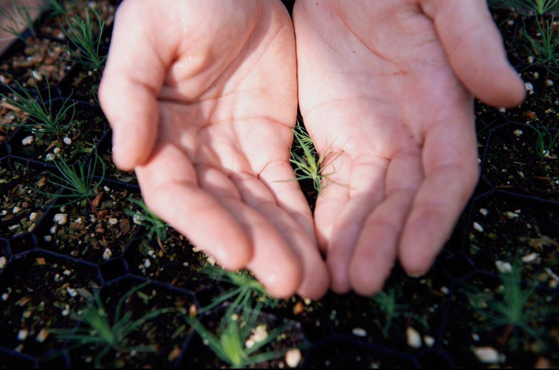 Филиал Группы «Илим» в Иркутской обл. подвел итоги лесохозяйственного сезона