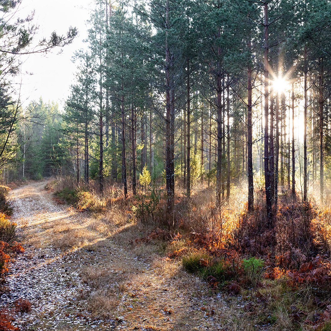 В январе-сентябре 2025 г. продажи Mellanskog выросли на 14%