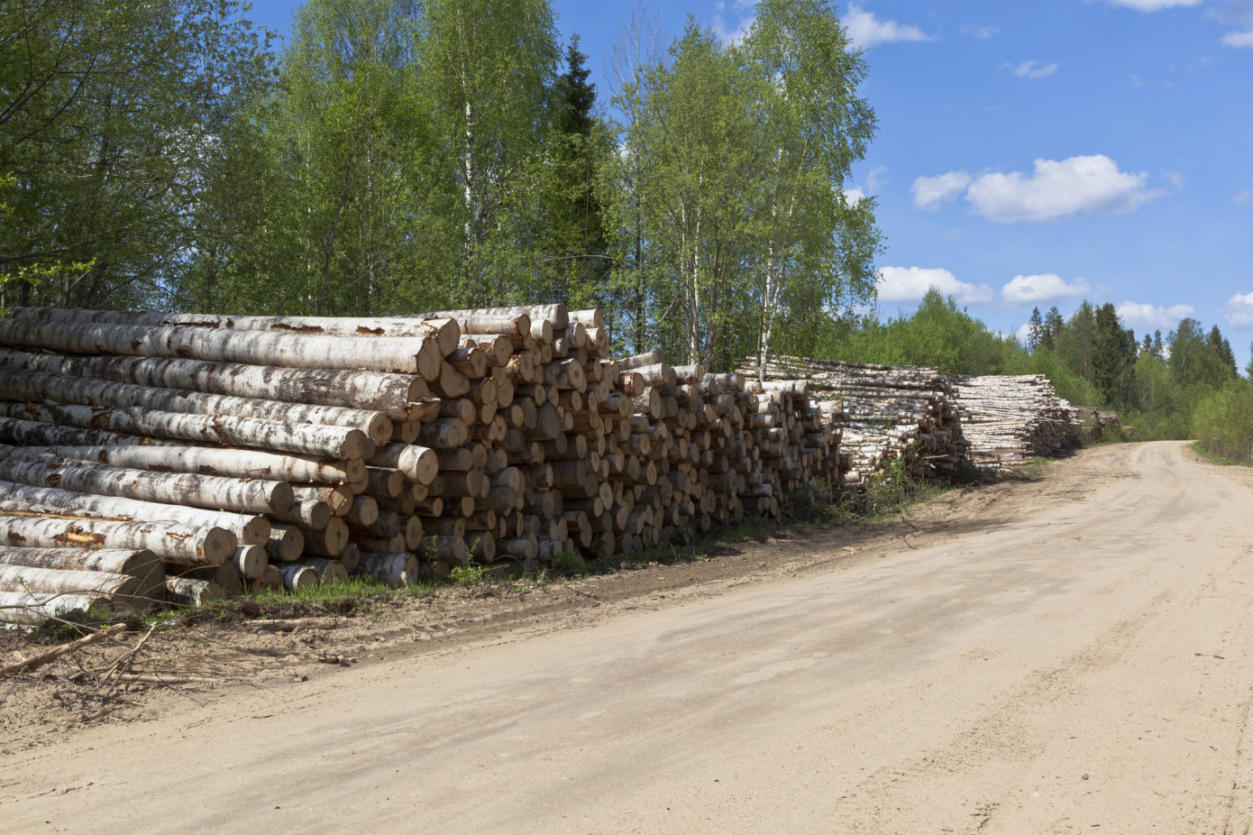 Imports of logs to Japan lose 28% in November