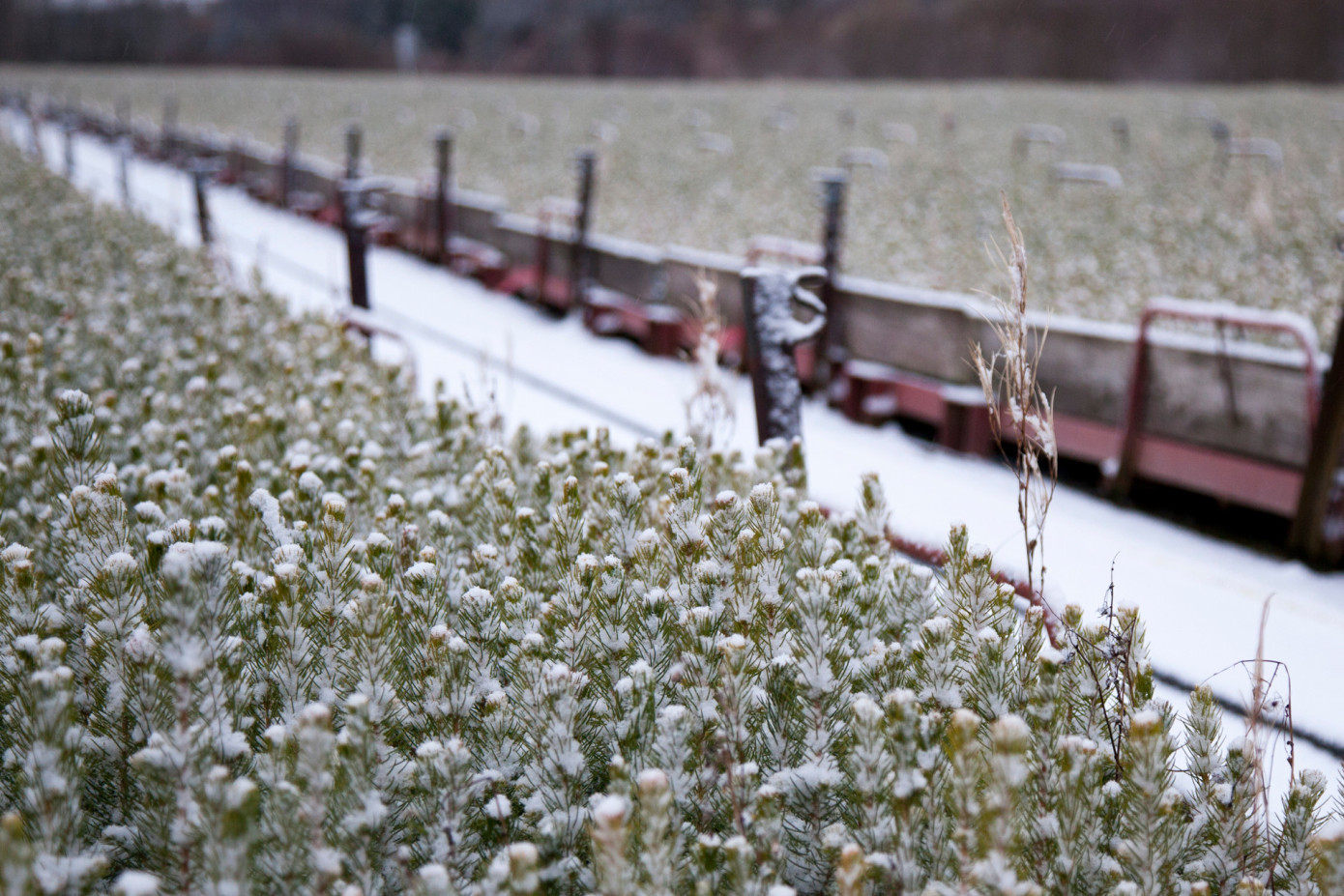 В 2025 г. продажи Södra снизились на 4%