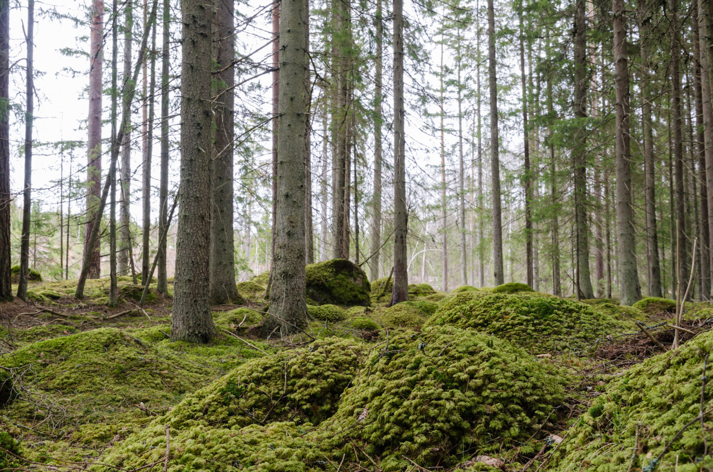 British Columbia invests $155 million to plant 125 million trees