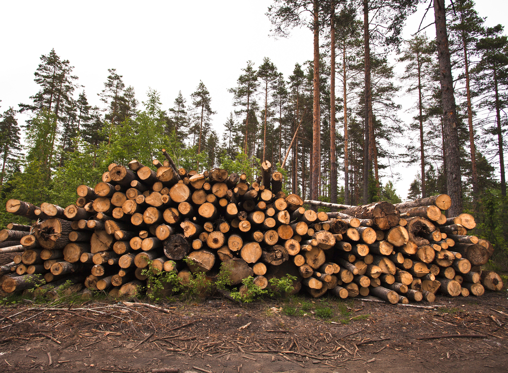 Imports of logs to EU expand 19% in January