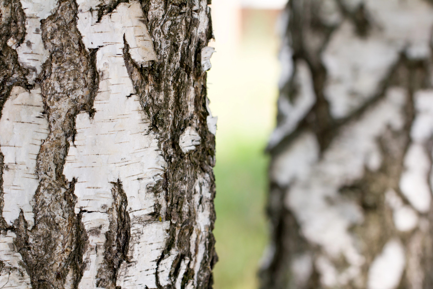 In October, exports of logs from Lithuania decrease 10%