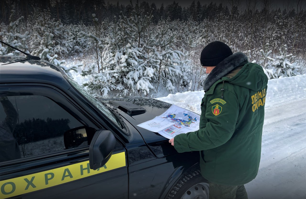 В России снижаются нарушения лесного законодательства