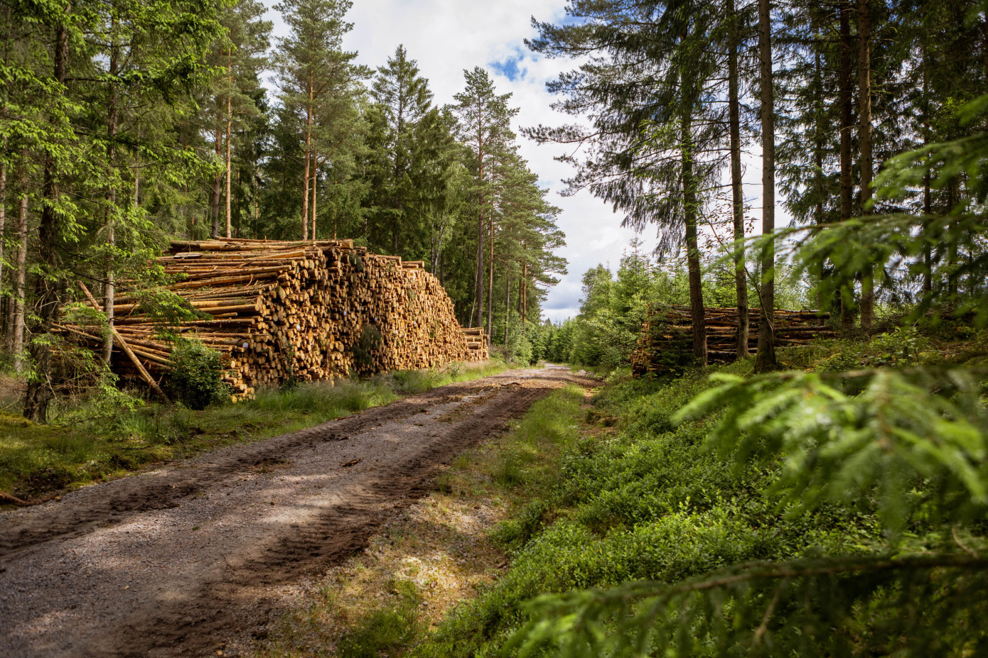 Södra cuts 200 positions across Sweden in company-wide restructuring