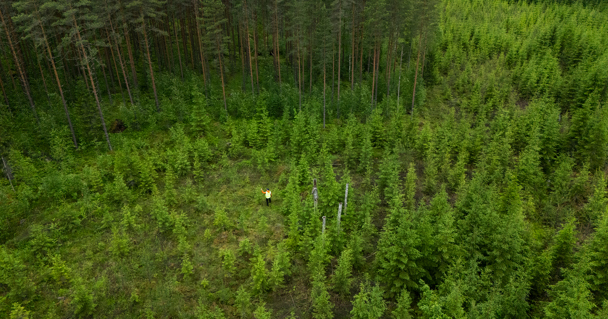 Metsä Group to establish its own PEFC certification group in 2026