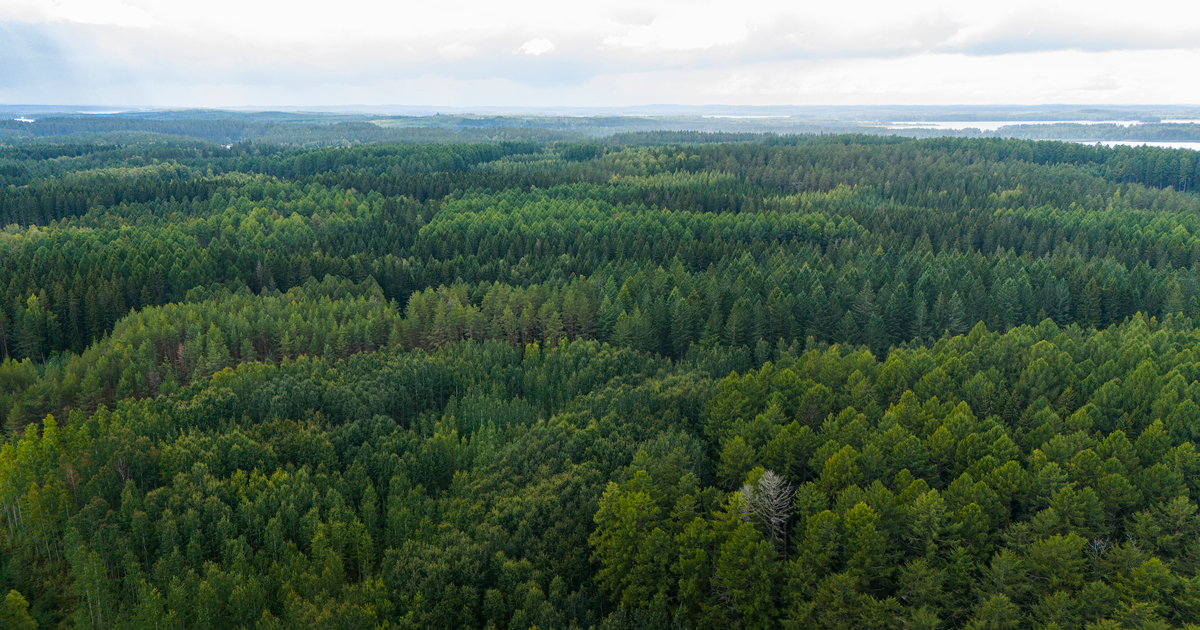 Metsä Group завершила консультации о сокращении рабочих мест в Финляндии