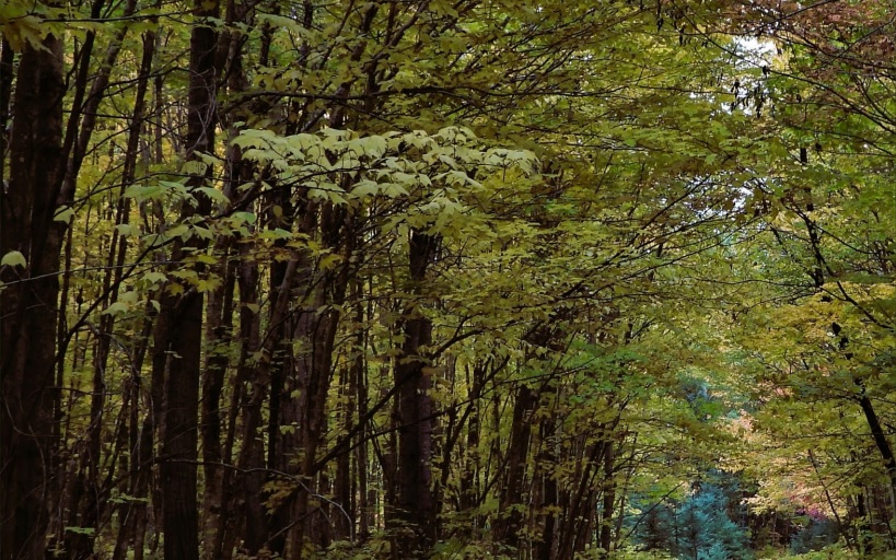 Acadian Timber names Malcolm Cockwell interim president and CEO
