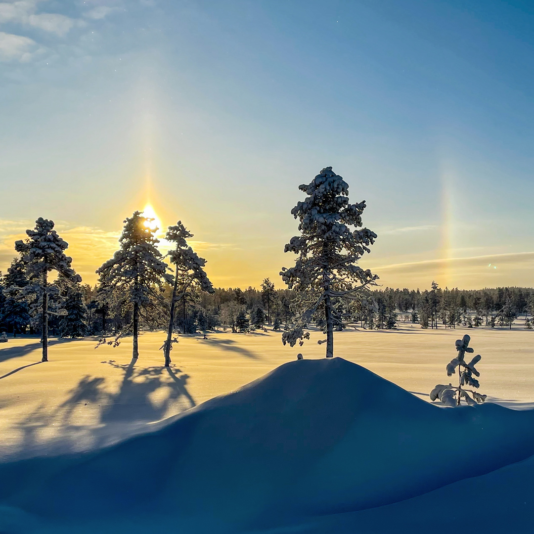 Mellanskog продолжает снижать цены на древесину