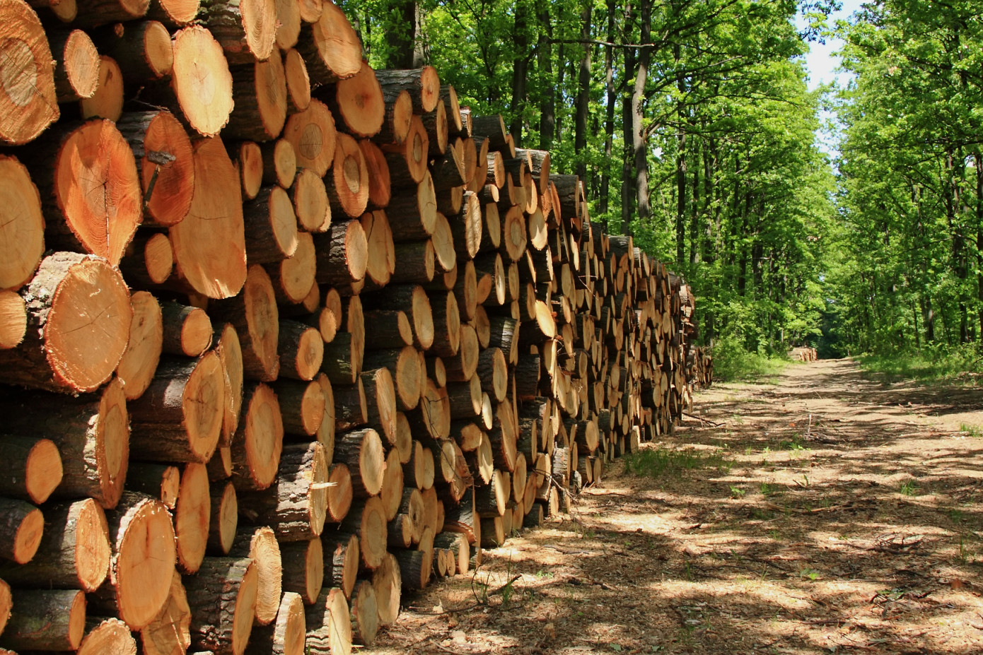 Imports of logs to China lose 13% in May