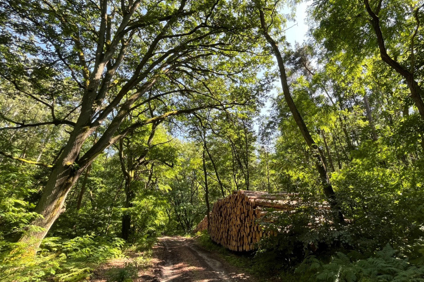 Associations consider EU Deforestation Regulation adjustments urgently needed