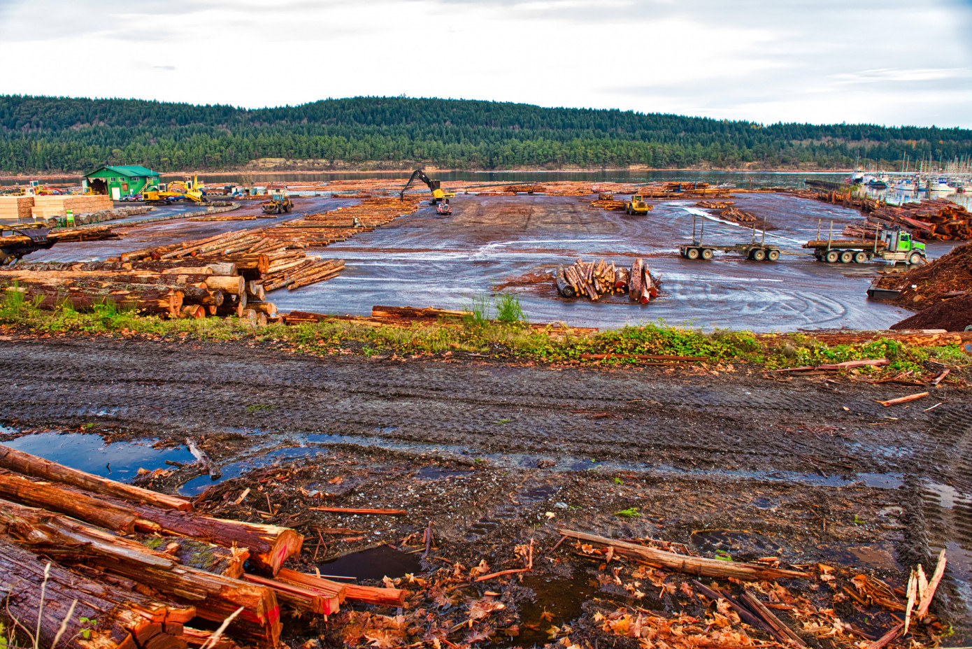 British Columbia opens value-added timber supply to custom processors