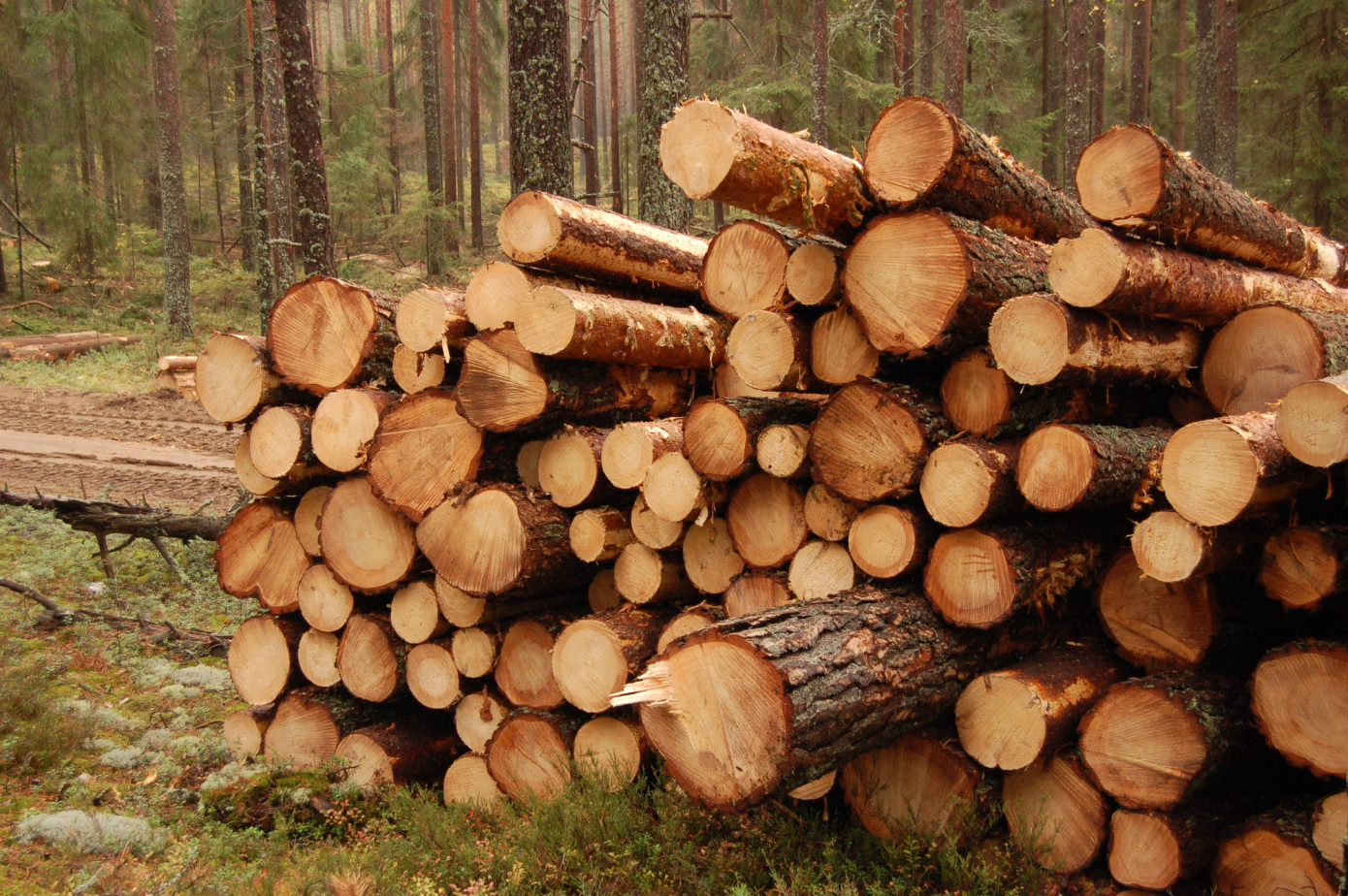 Exports of logs from Canada decline 52% in August