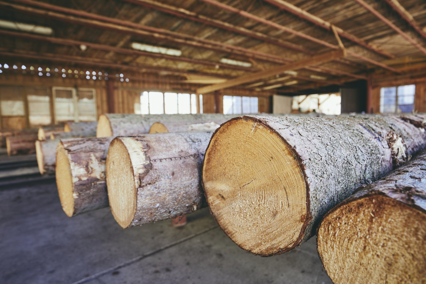 Russia sawlog production falls 9% in February