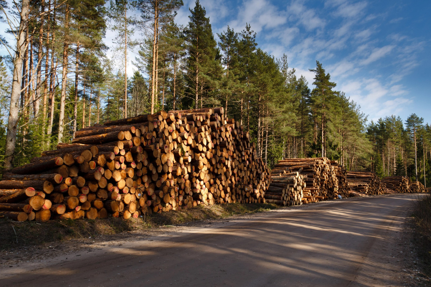Finland cuts February industrial roundwood harvest 6%