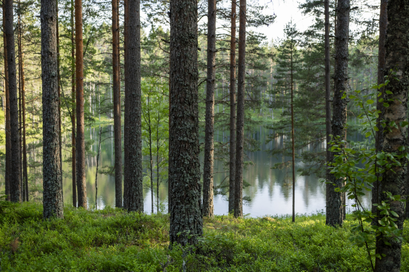 Stora Enso завершила продажу более 12% лесных активов в Швеции
