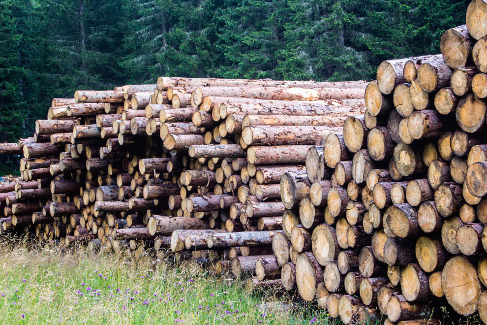 Finland"s roundwood purchases fell 30% in May