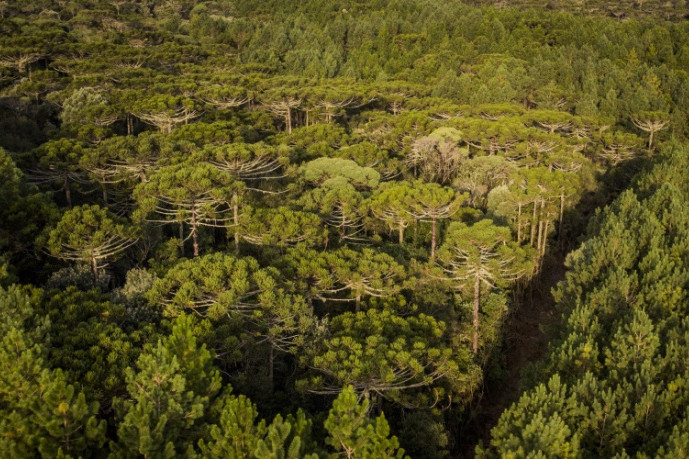 Tighter Asia‑Pacific softwood supply to lift log prices through 2035