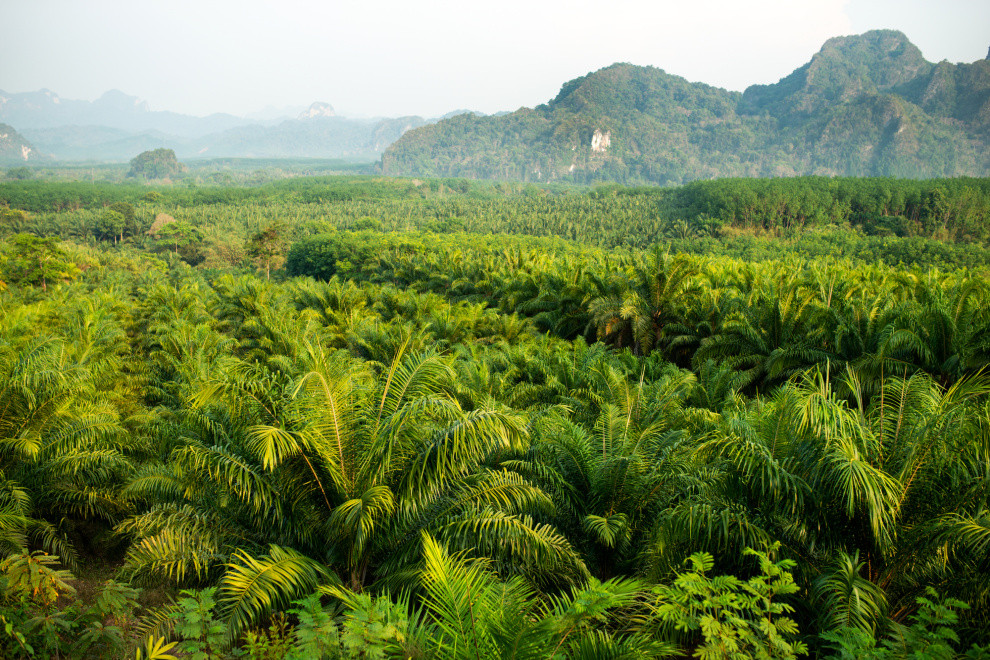 El Niño intensifies, increasing drought risk in tropical forests