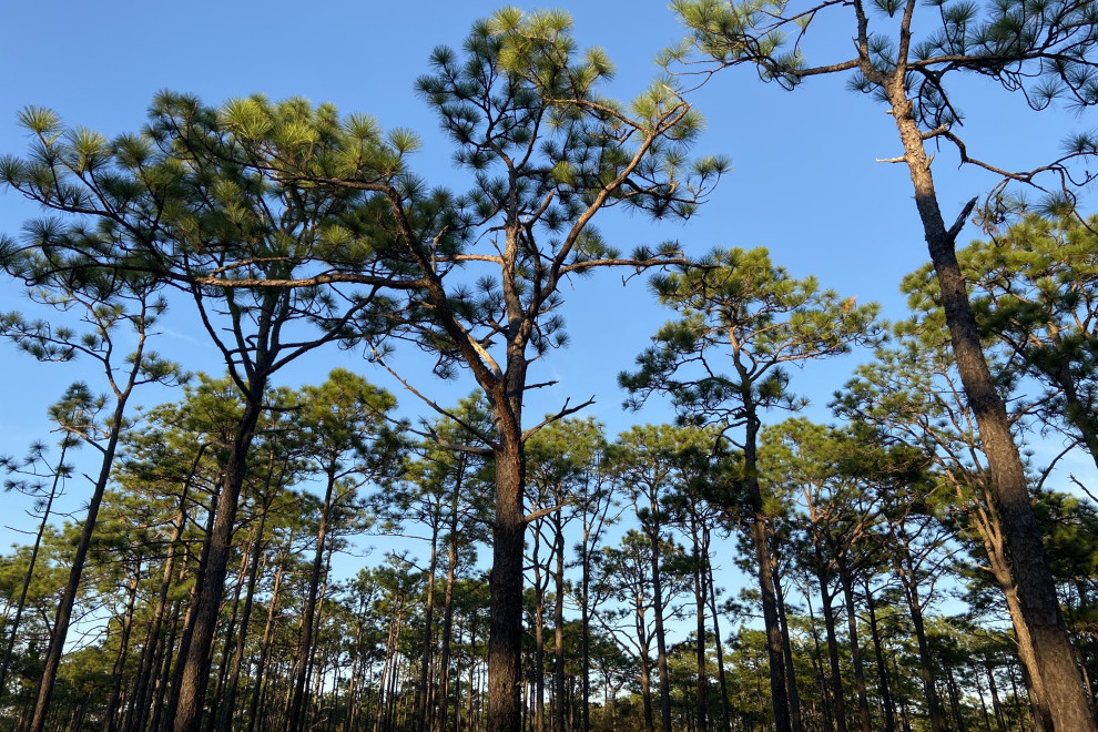 Pulpwood prices collapse as U.S. Southern mills shut down