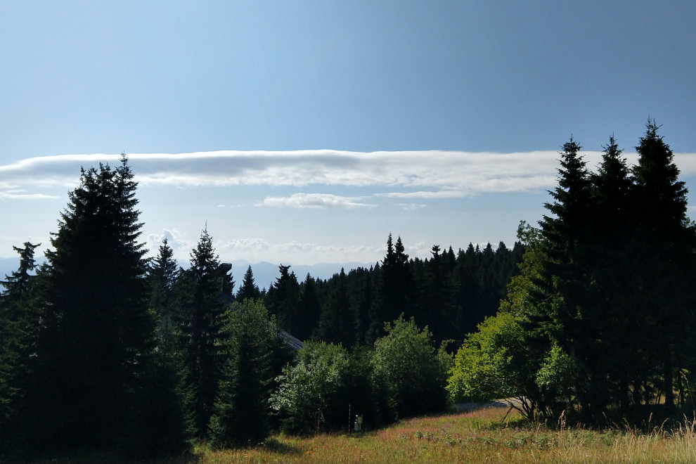 Area notified for felling in Sweden falls 19% in August