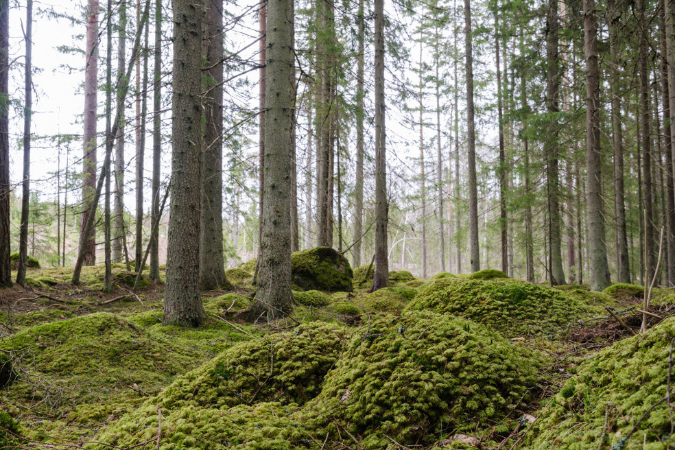 Sweden"s notified felling area fell 33% in May