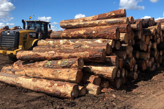 Australia allocates A$150 million to forestry industry