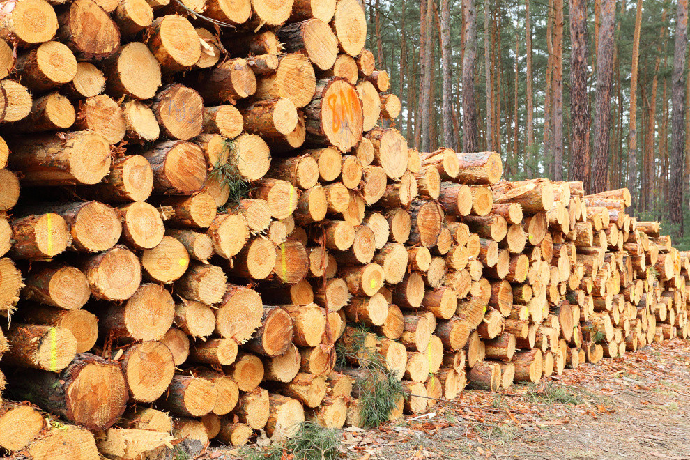 Sweden’s sawlog prices fall up to 12% in second quarter