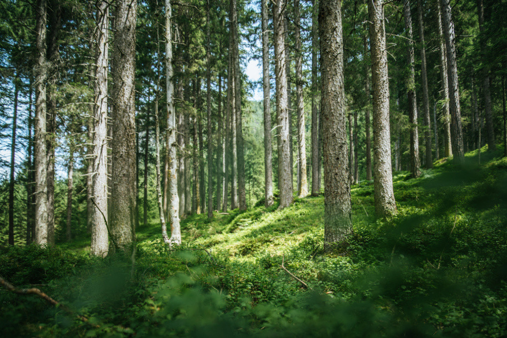 Weyerhaeuser lumber realizations rise 15% from Q1 as volumes increase