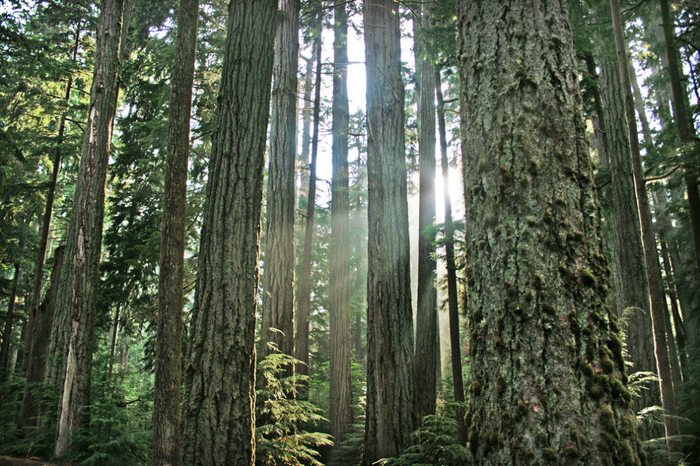 Canada backs eight Saskatchewan tree projects with $24.5 million