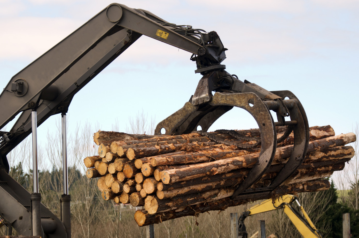 In October, New Zealand increases log exports