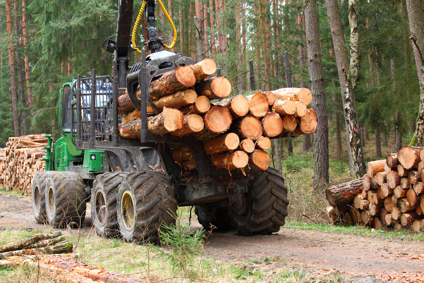 Finland consumes 78.9 million m3 of roundwood in 2025