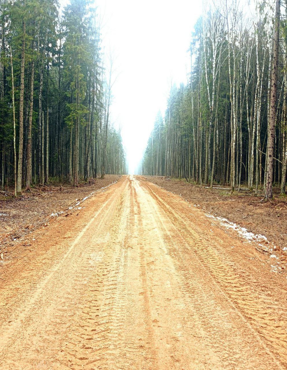 В 2025 г. в Республике Беларусь построили 25 новых лесных дорог