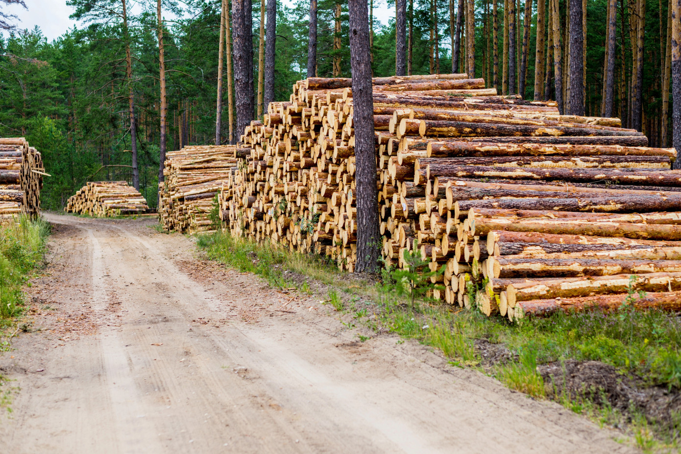 Импорт круглого леса в Китай в III квартале вырос на 10,7%