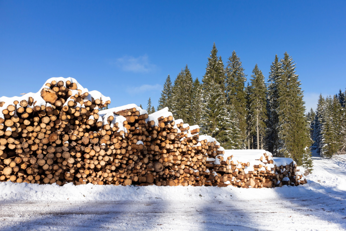 Sweden reports higher softwood sawlog stocks at end-2025