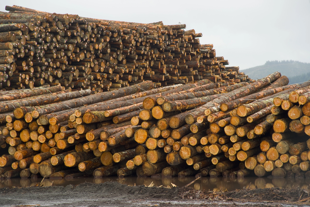 Sweden’s notified felling area decreases 27% in December