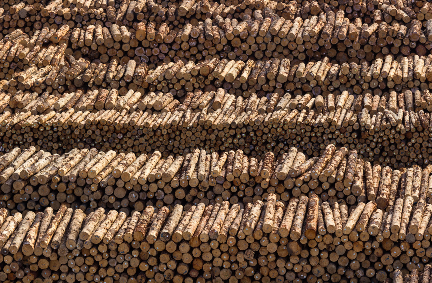 Imports of logs to Japan grow 23% in December