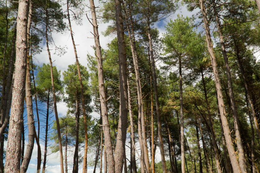 Global softwood supply growth to lag demand through 2035