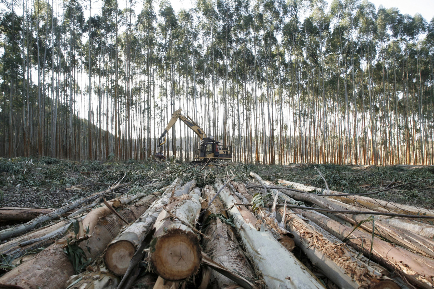 Exports of logs from Brazil lose 38% in January