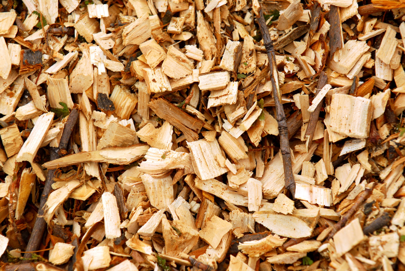 Exports of wood chips from Chile contract 19% in January