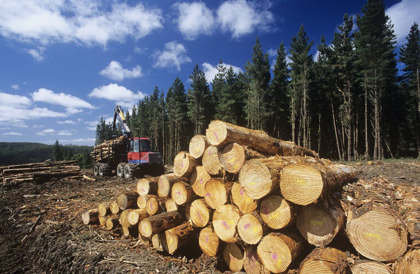 Exports of logs from U.S. grow 19% in February