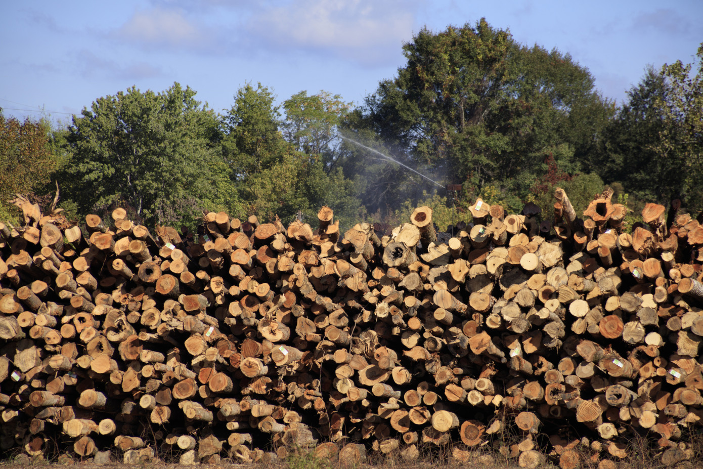Russia sawlog production rises 11% in April