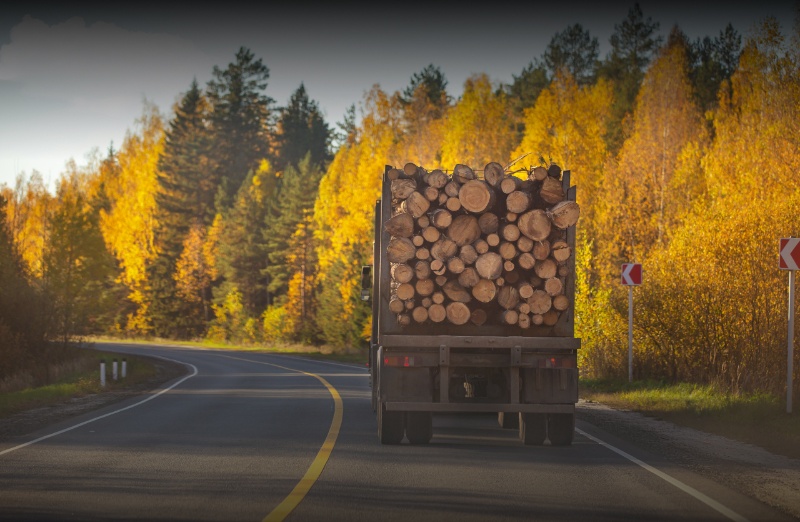 В России растет заготовка древесины